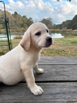 Yellow English Male Labrador Retriever