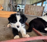 Border Aussie puppies