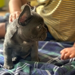 Gorgeous French Bulldog Puppies For Sale