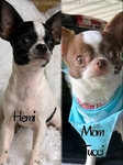 AKC Stunning Male Chihuahuas
