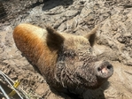Kunekune pigs