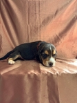 Beagle puppies AKC