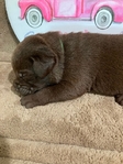 Chocolate Labrador Retriever Puppies