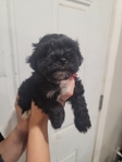 Akc miniature schnauzer puppies