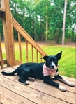 Terrier Mix