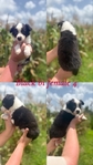 Mini Australian shepherd’s