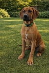 Rhodesian Ridgeback Puppies for Sale