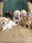 3/4 Shih Tzu, 1/4 Toy Poodle Puppies