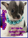 Fathers Day AKC Smooth & Longcoat Male Chihuahuas