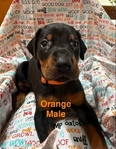 AKC Doberman Pinscher puppies