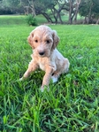 Mini Labradoodles