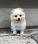 Pomeranian
