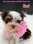 AKC Micro Yorkies Ready Now!