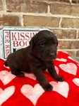 AKC LABRADOR PUPPIES $650