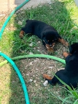 Rottweiler puppies