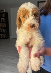 Goldendoodle Puppies