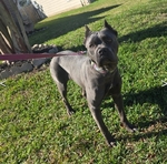 Cane corso