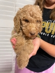 Goldendoodle Puppies