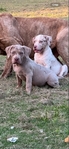 American Bully puppies