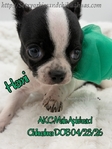 AKC Applehead Smooth Coat Chihuahuaa