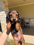 Miniature dachshunds