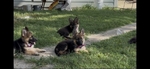 German SHepherd Puppies