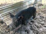 Kune kune pigs