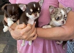 Sweet Chihuahua Puppies Ready for Loving Homes