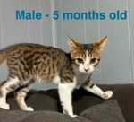 FREE!!!!!  Adorable Cats