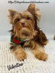 AKC Registered Male Chocolate & Tan Yorkie