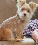 Party Yorkshire Terrier