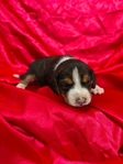 Beagle Puppies AKC