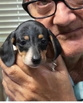 Dachshund puppies