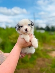 Australian shepherd’s