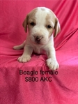 Beagle Puppies AKC