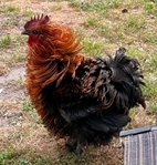 Cochin bantam roosters