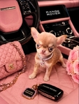 Teacup & Tiny Toy Chihuahua puppies