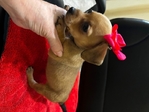 Adorable Toy Chiweenie Puppies