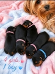 Yorkshire Terrier puppies.