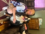 Free Bernese Mountain Dog