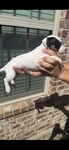Jack Russell Rat Terrier Puppy