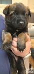 AKC REGISTERED WORKING BELGIAN MALINOIS PUPS