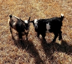 Nigerian Dwarf Goats