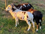 Rams Painted Desert Sheep