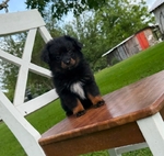 Toy/Mini Aussie Puppies
