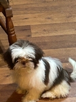 Shih Tzu female