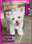 AKC Extra Tint Male Blonde Parti Yorkie