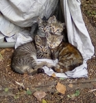 Free Kittens in Port Arthur