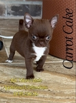 AKC Micro Smooth Coat Applehead little boys