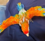 Sun Conures, WB Caiques, Quakers and Flame Macaw